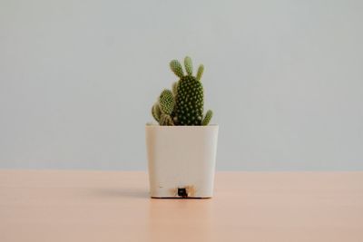 Potted plant on table against white background