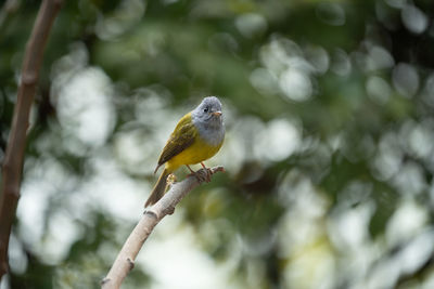 Low angle view of bird perching on branch