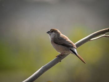 ' indian silverbill ' closeup