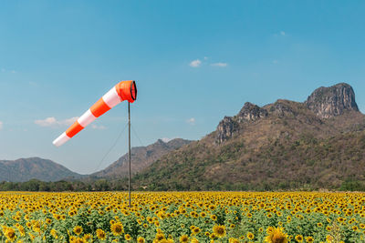 Scenic view of yellow flowers against sky