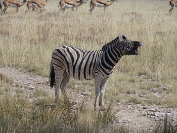 Zebra standing on field