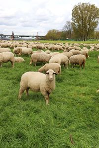 Sheep grazing on field