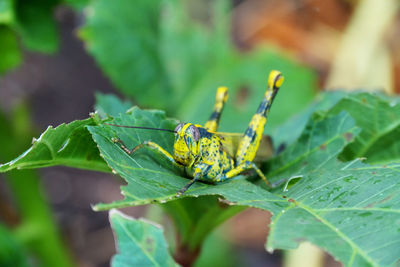 Close-up of insect on plant