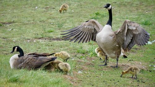 Family of canada geese with goslings on green grass