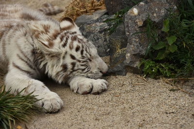 Close-up of cat sleeping on rock