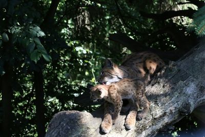 Close-up of lion relaxing on tree