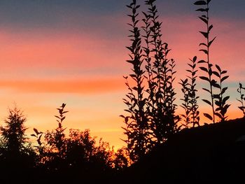 Low angle view of silhouette trees against dramatic sky