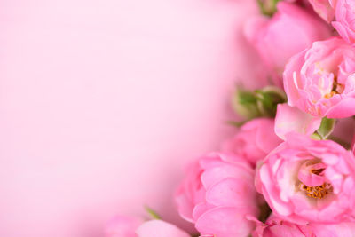 Close-up of pink rose flower