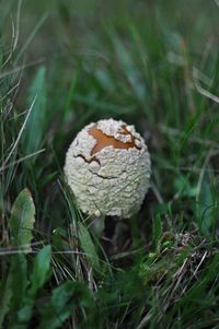 Close-up of fungus growing on tree trunk