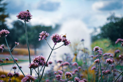 Close-up of purple flowering plants on field