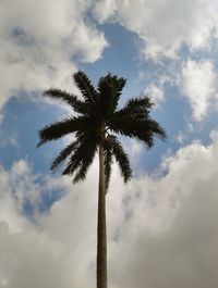 Low angle view of palm tree against sky