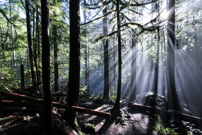 Trees in forest