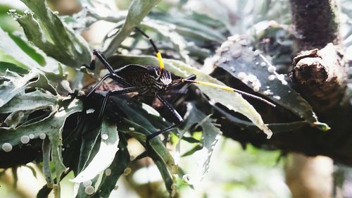 Close-up of insect on leaf