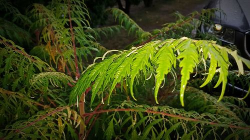 Close-up of plants