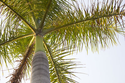 Low angle view of palm tree against sky