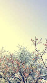 Low angle view of flower tree against clear sky