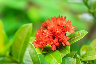 plant