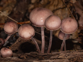 fungus