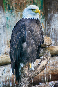 Close-up of eagle perching on wood