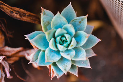 Close-up of succulent plant