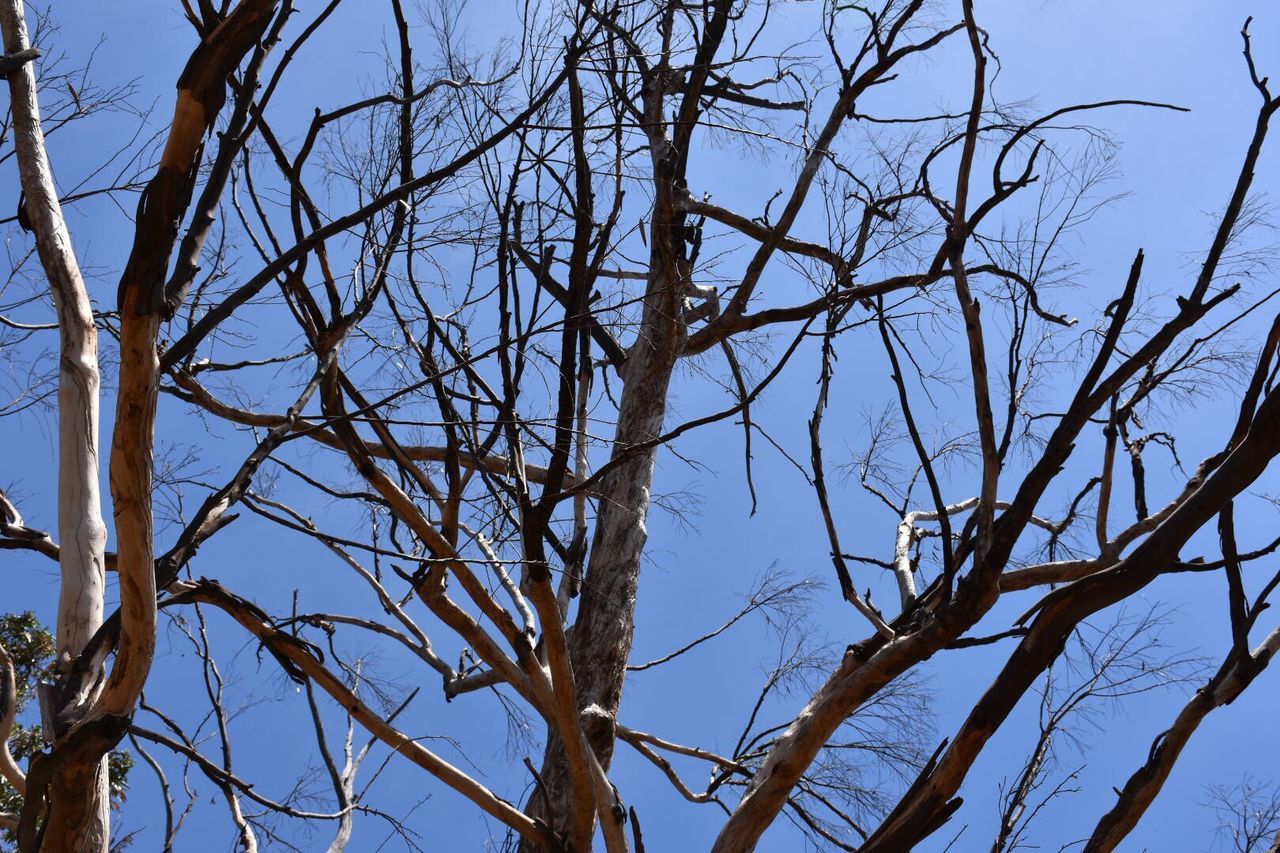 LOW ANGLE VIEW OF BARE TREES AGAINST SKY