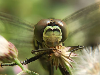 Close-up of insect on plant