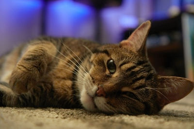 Close-up of a cat resting