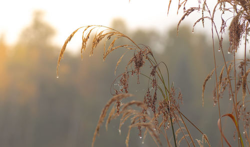 Close-up of wet grass