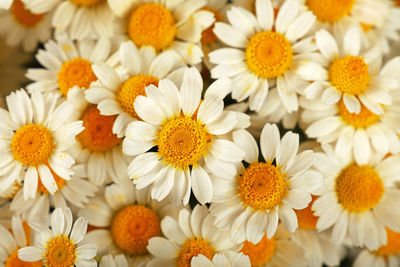 Close up background of fresh white chamomile daisy flowers, elevated top view, directly above