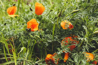 Close-up of orange flowering plants on field