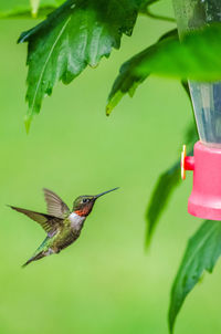 Close-up of bird perching on plant