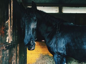 Horse standing in stable