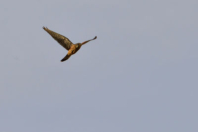 Low angle view of eagle flying against clear sky