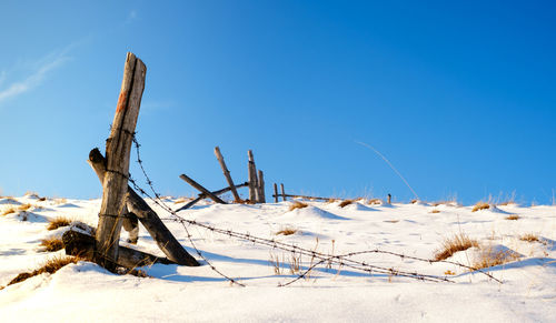 Dead plant on snow covered land against blue sky