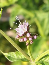 Close-up of insect on flower