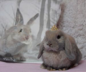 Close-up portrait of rabbit