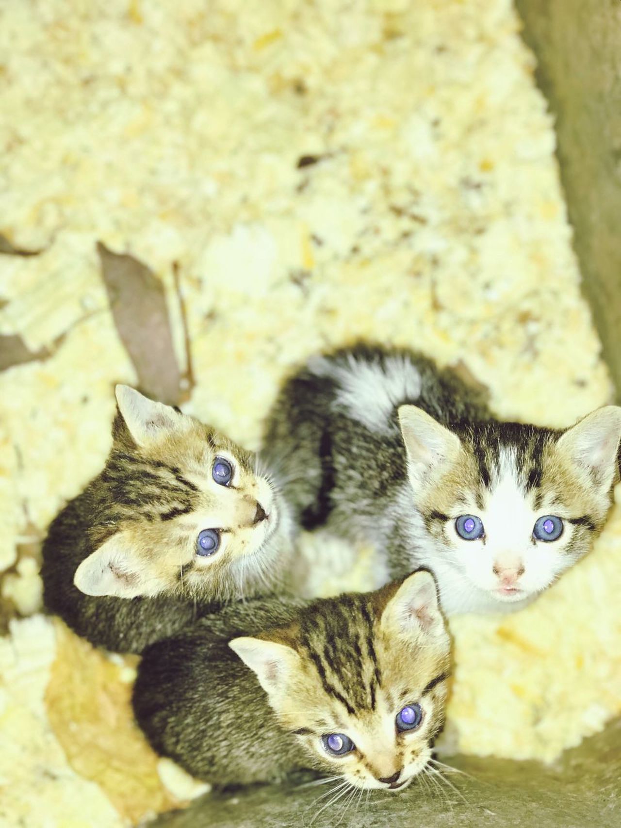 Kittens, animals, photography, eyes