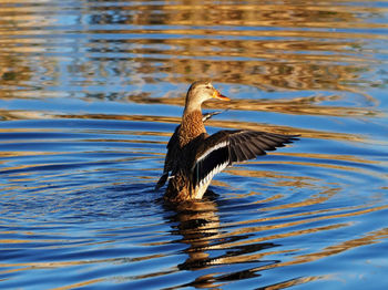 Bird flying over lake