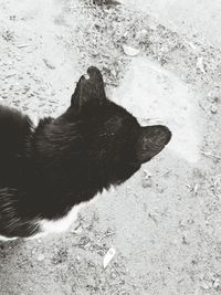 Dog on beach