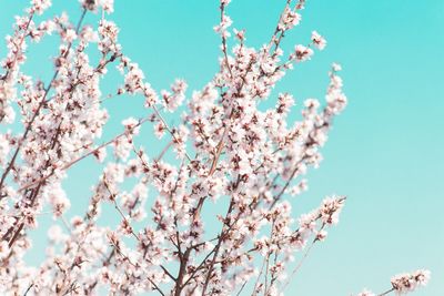 Low angle view of cherry blossoms against blue sky