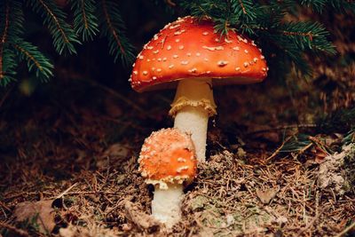 Close-up of fly agaric mushrooms growing on field