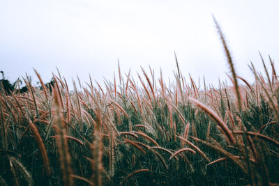 Close-up of stalks in field against clear sky