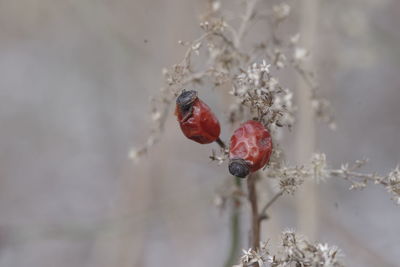 Close-up of red berries on plant during winter