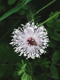 Close-up of flower blooming outdoors