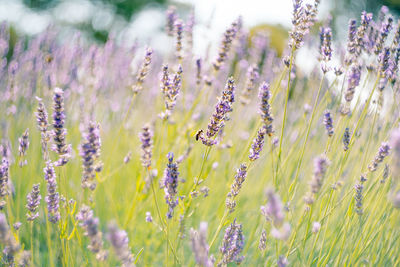 Close-up of purple flowering plants on field