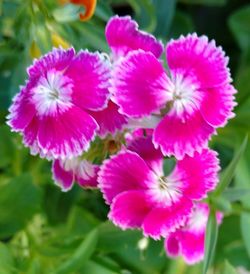 Close-up of flowers blooming outdoors