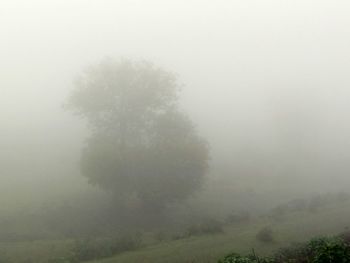 Trees in forest during foggy weather