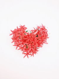 Close-up of red flower over white background