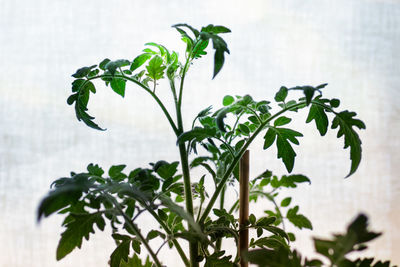 Close-up of plants against blurred background