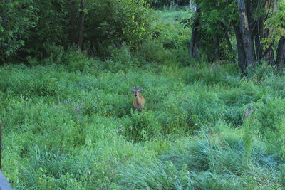 Animal grazing on grassy field